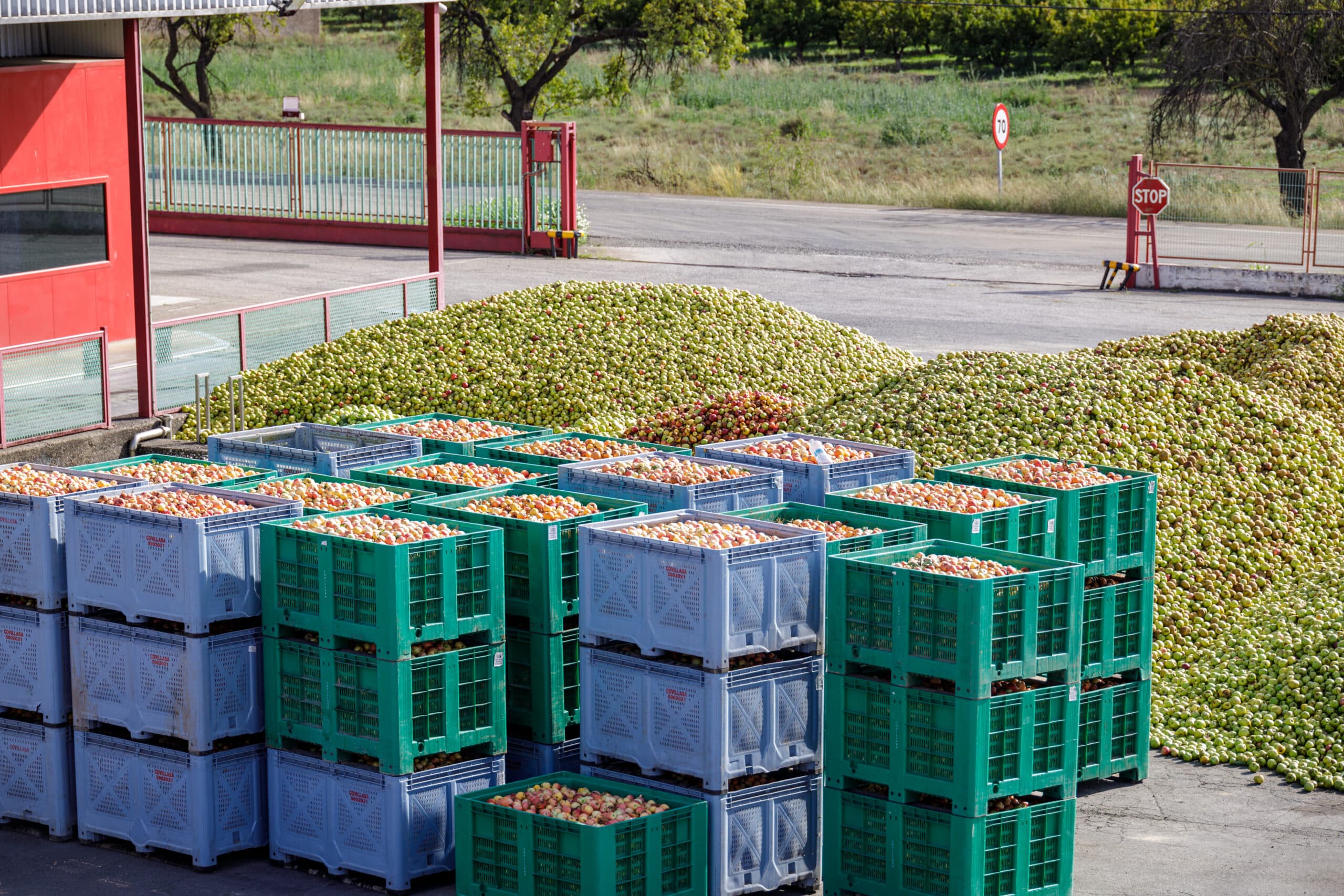 Recepción de fruta y acceso a planta